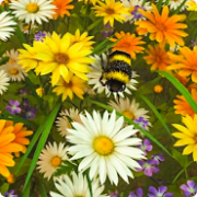 Bee Live Wallpaper HD