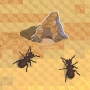 Ant Colony: Wild Forest