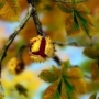 Autumn Leaves in HD Gyro 3D XL